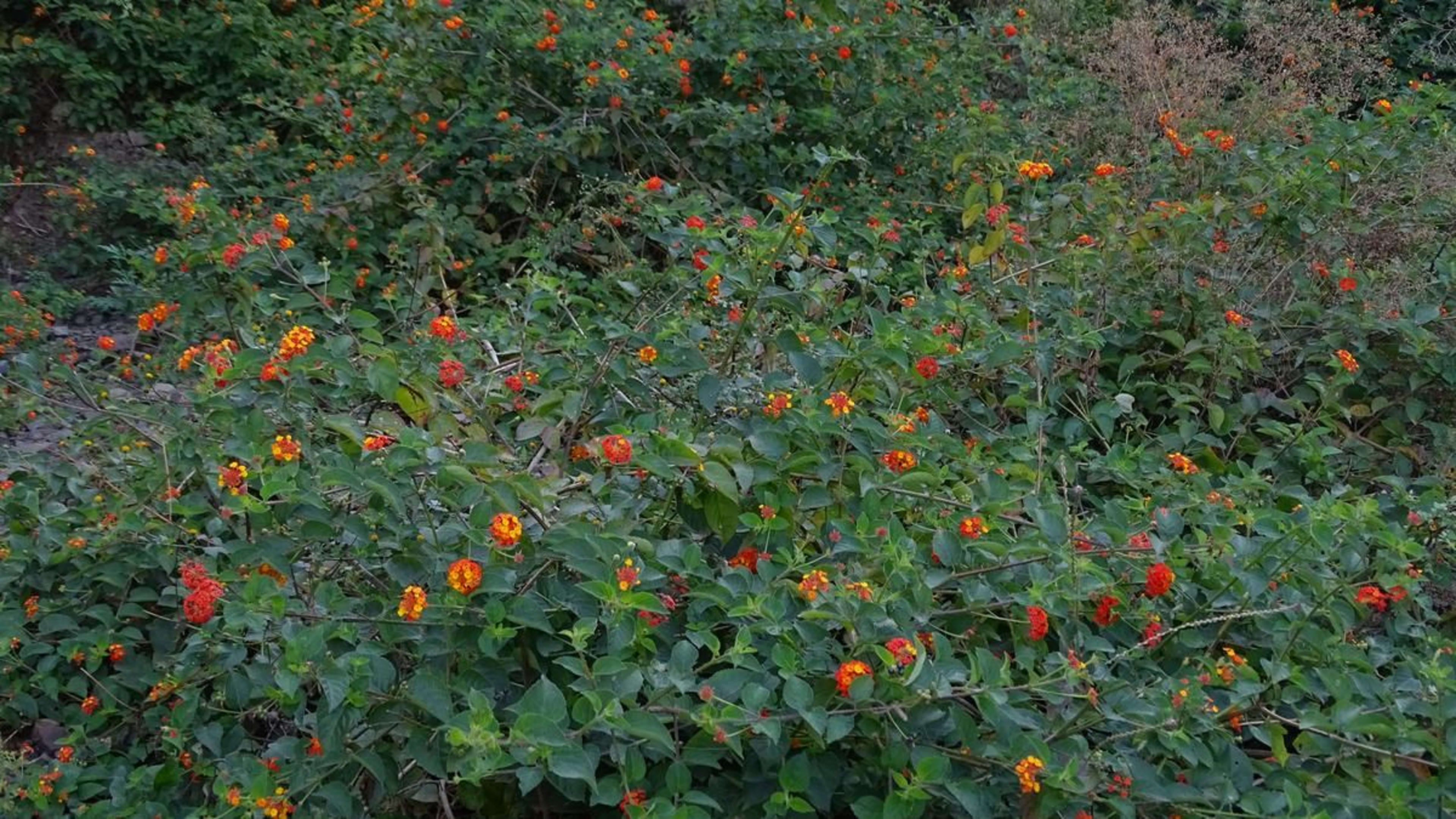 हिमाचल में लैंटाना कैमरा का 'कहर': लाखों हेक्टेयर जंगल चपेट में, जैव विविधता पर गहरा संकट