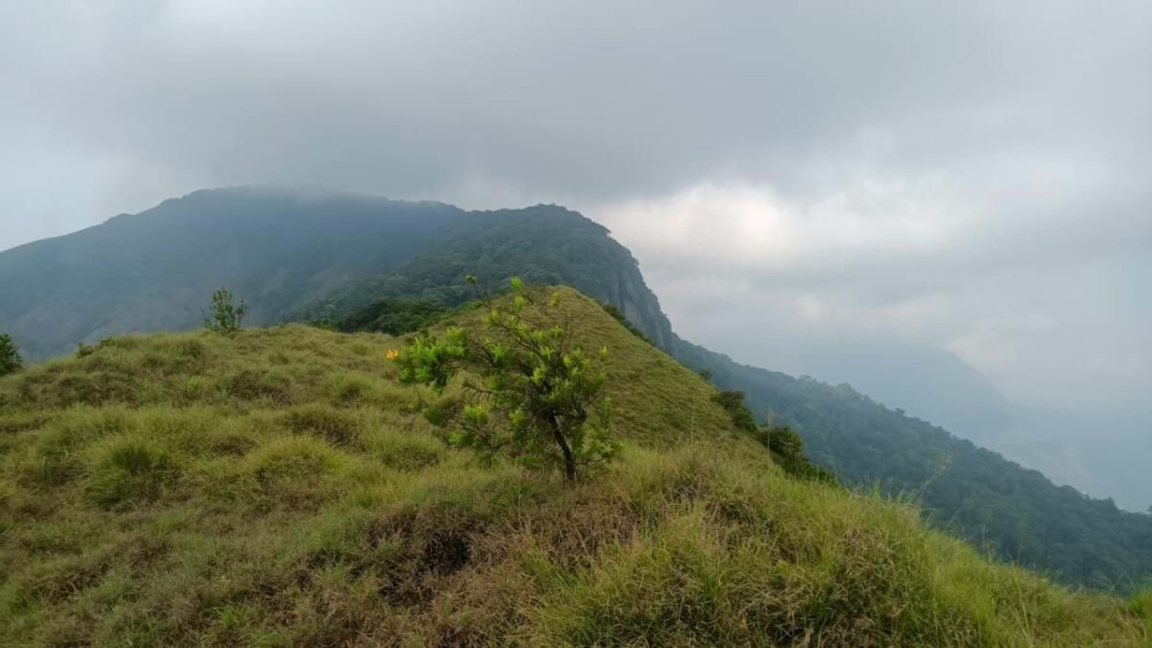 कोयंबटूर में नीलगिरि तहर की वापसी के संकेत, लेकिन ख़तरे बरकरार: नई रिपोर्ट