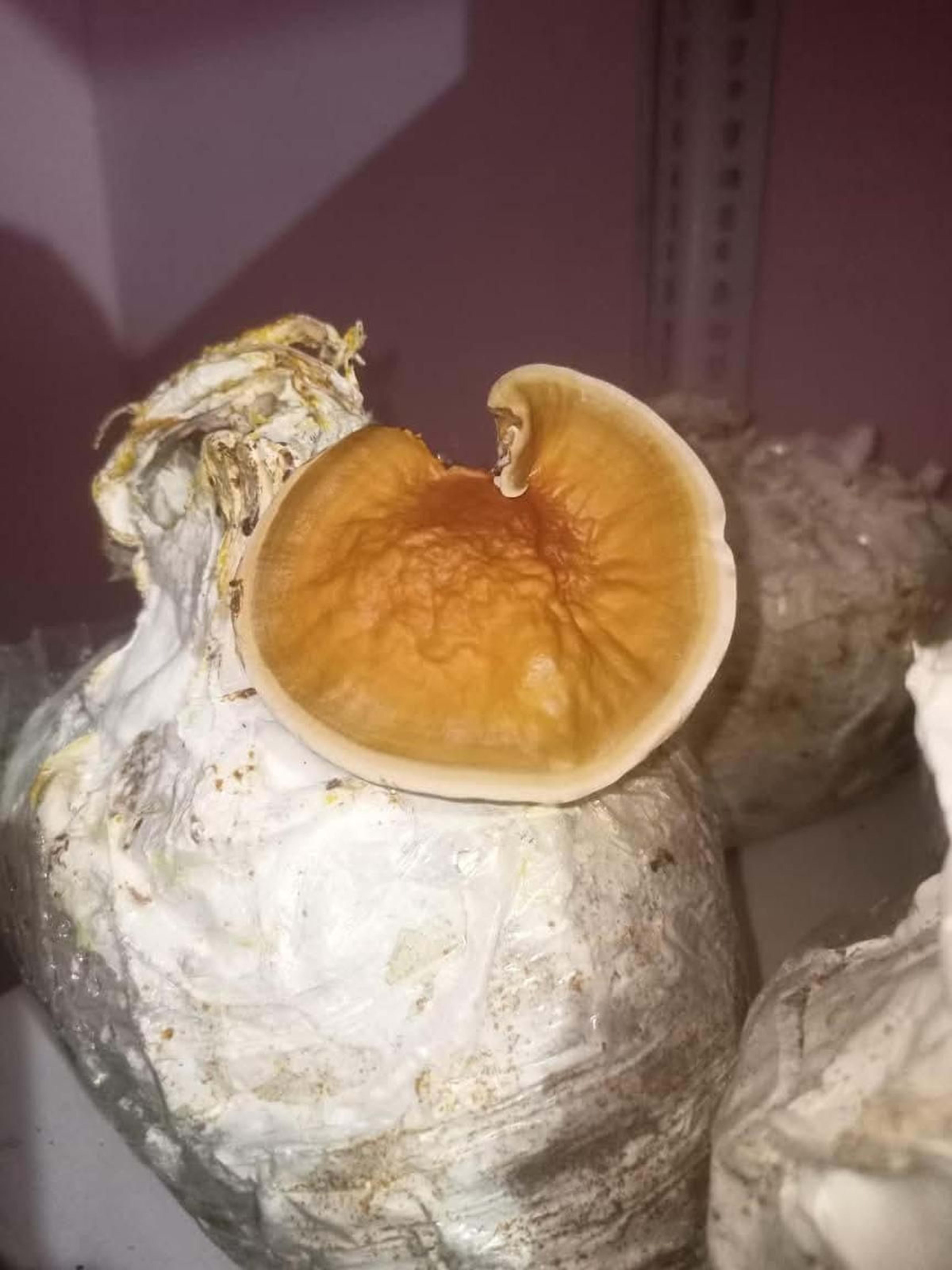 असम के वैज्ञानिकों ने खोजा बायोडीजल बनाने का नया फॉर्मूला