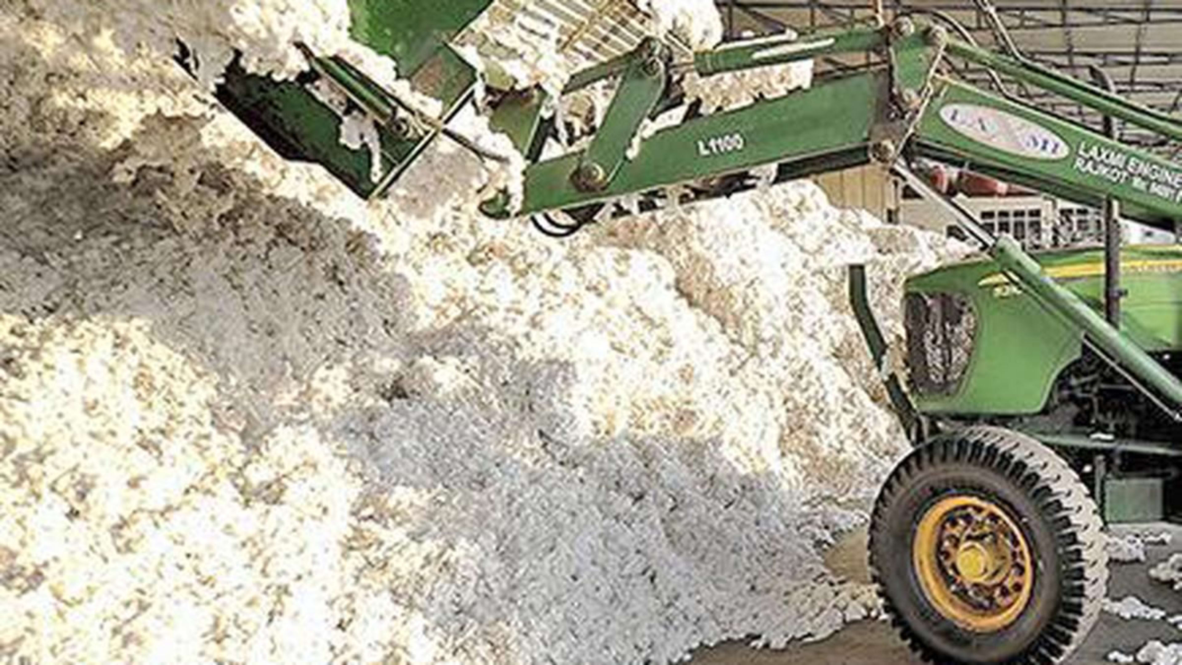 कपास आयात शुल्क माफी: किसानों के लिए 'मौत का फरमान'