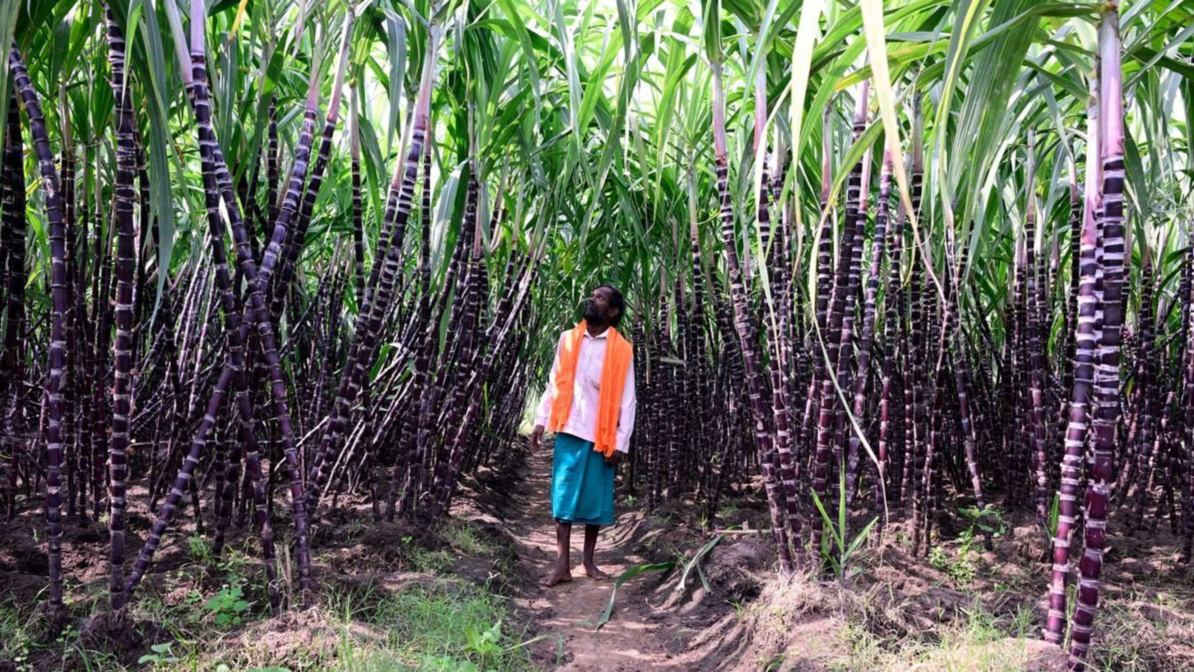 सरकार का इथेनॉल प्लान: आयात घटाएगा, पर ड्राइवरों की चिंता बढ़ाएगा, वैज्ञानिक क्या कहते हैं?