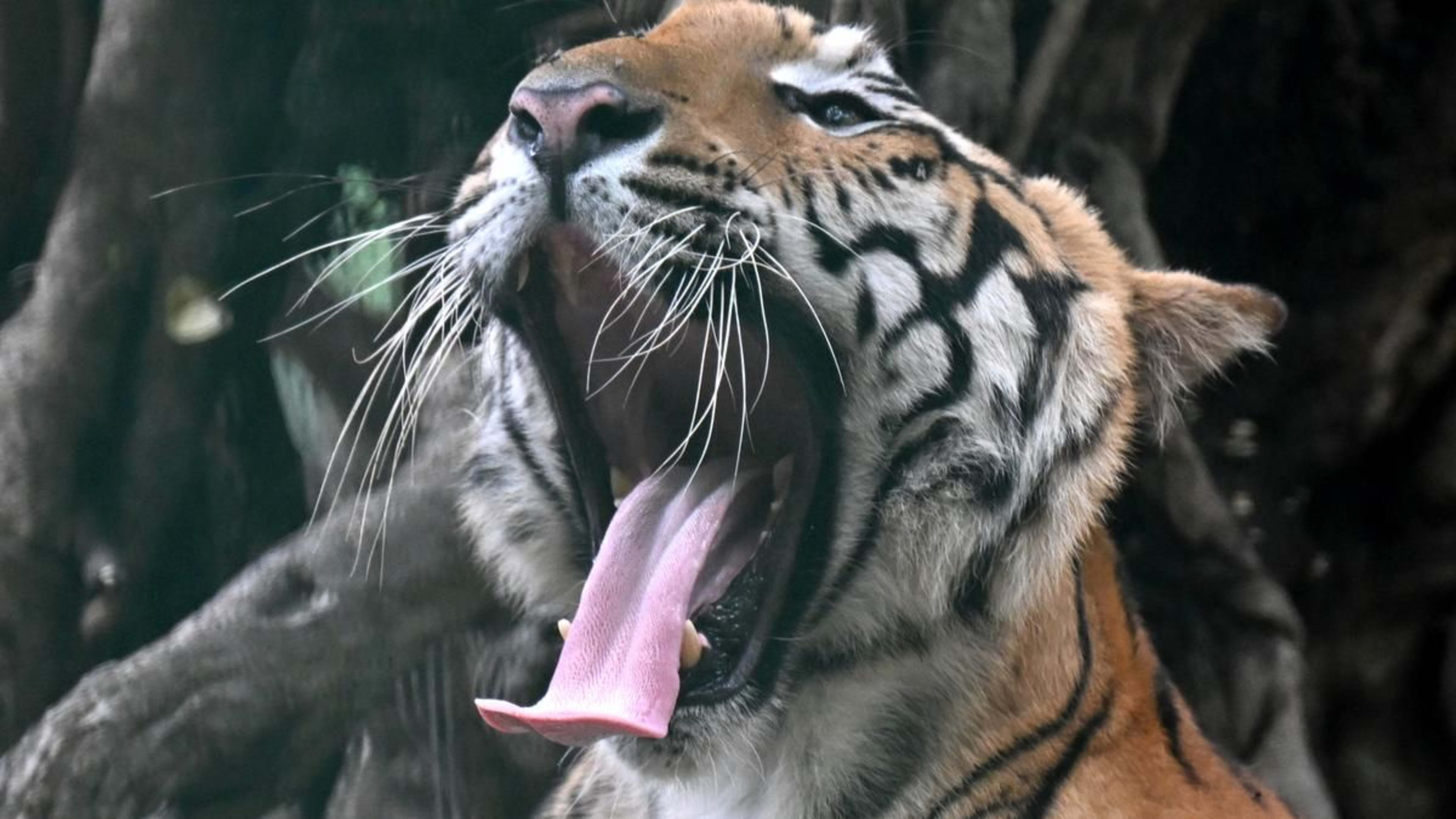 नेपाल भारत के 'इंटरनेशनल बिग कैट अलायंस' में हुआ शामिल, वन्यजीव संरक्षण को मिलेगी मजबूती