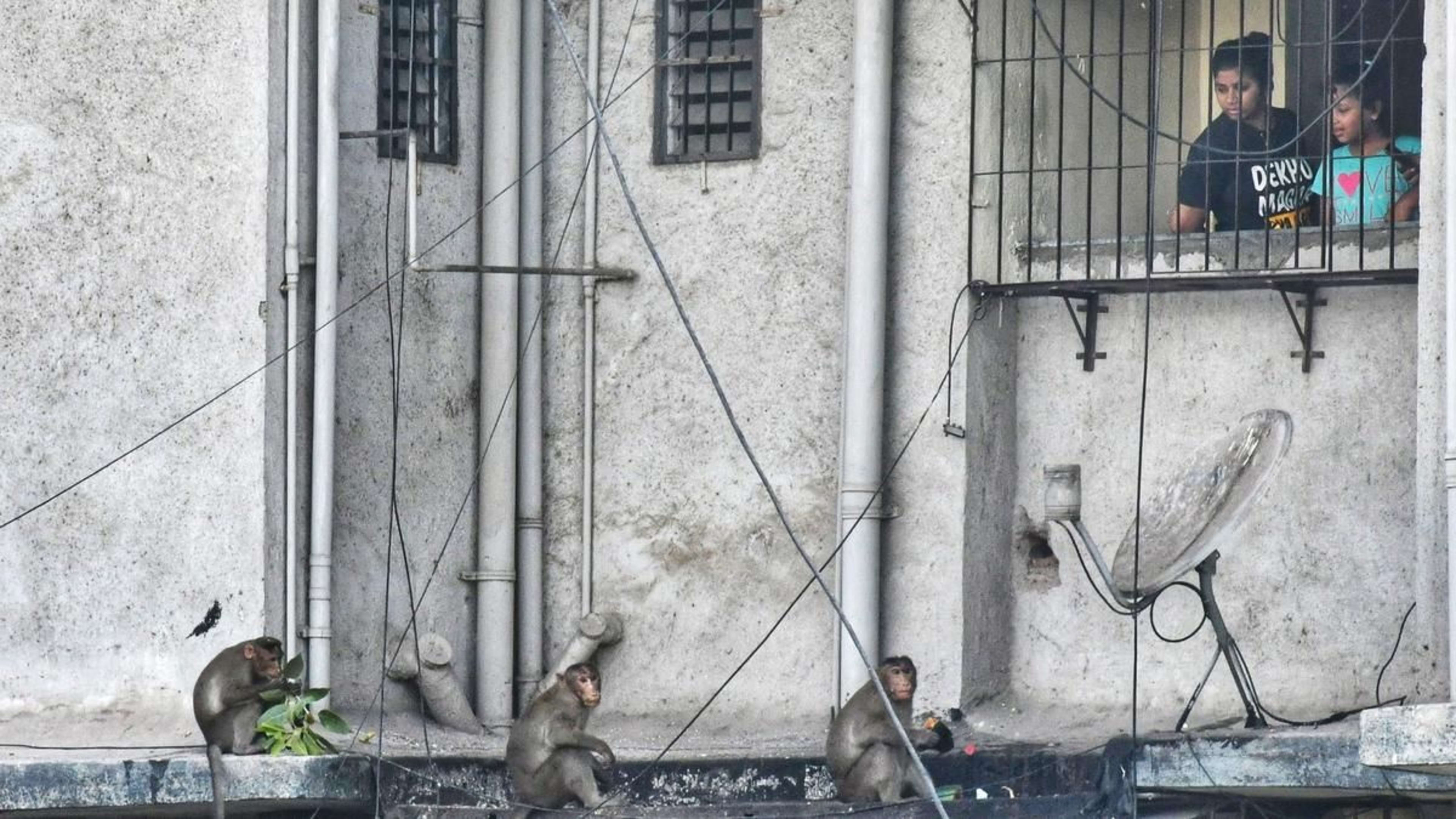 महाराष्ट्र: अब परेशान करने वाले बंदरों को आबादी से 10 किमी दूर छोड़ना होगा