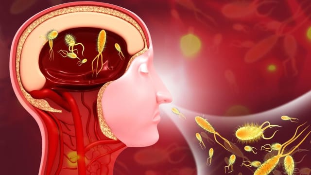 दिमाग खाने वाले अमीबा का बढ़ता खतरा: केरल में 19 मौतें, जानें सबकुछ