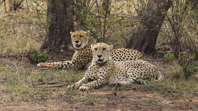 कूनो नेशनल पार्क में भारत में जन्मा पहला चीता 'मुखी' अब वयस्क होने को तैयार