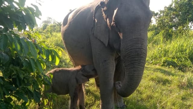काजीरंगा में नवजात हथिनी का नाम 'मायाबिनी' रखा गया, ज़ुबीन गर्ग को श्रद्धांजलि