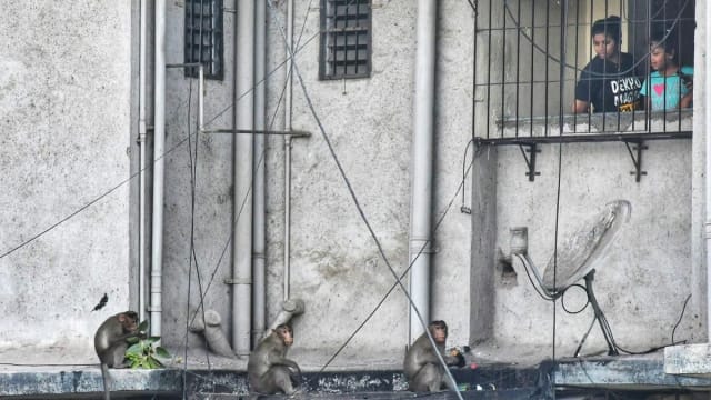 महाराष्ट्र: अब परेशान करने वाले बंदरों को आबादी से 10 किमी दूर छोड़ना होगा