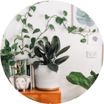 Plant