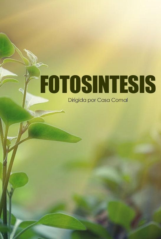 fotosintesis.jpg
