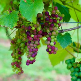 Stappa Vineyard photo 2 of 4