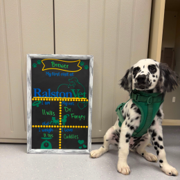 Ralston Vet photo 8 of 10