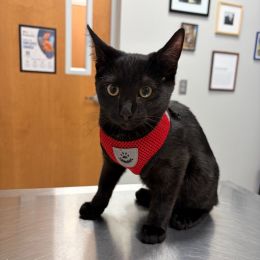 Ralston Vet photo 9 of 10