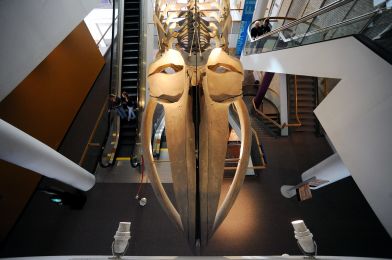 Denver Museum of Nature & Science photo 5 of 7