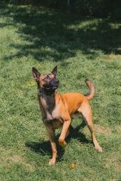 Semper Amici Canine Training photo 1 of 2