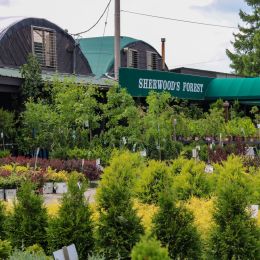 Sherwood Forest Nursery photo 9 of 10
