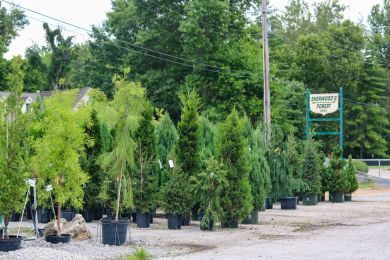Sherwood Forest Nursery photo 10 of 10