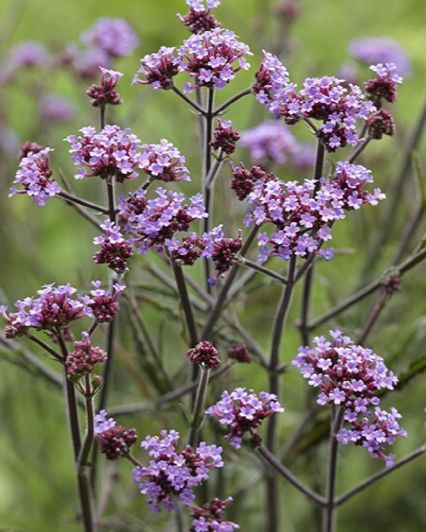 f5902a9d-8b6a-4c94-8cae-e1b962d8f821-3