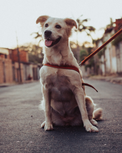 99ade3ea-f42e-4019-8d6b-c76b09aa1948-1