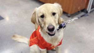 Land of Paws - Overland Park