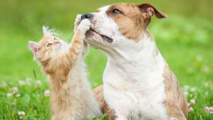 EarthWise Pet Supply