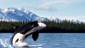 Altair Travel & Cruises