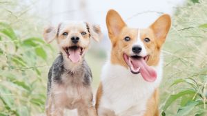 Dunwoody Animal Hospital