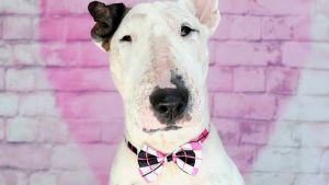 Bend Veterinary Specialty & Emergency Center