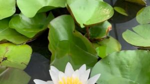 Lilypons Water Gardens
