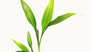 Evergreen Zero Waste Management