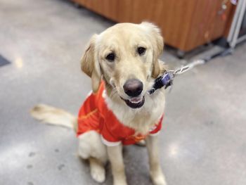 Land of Paws - Overland Park