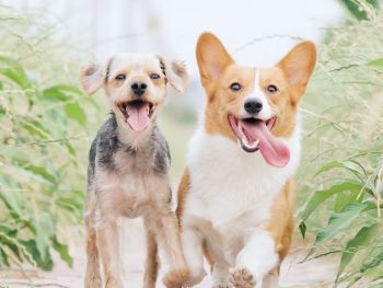 Dunwoody Animal Hospital