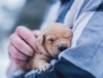 Paradise Kennels