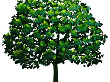 The Tree Masters Tree Service