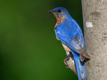 Wild Birds Unlimited