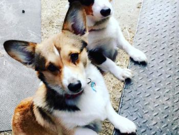 Melzen Pet Supply