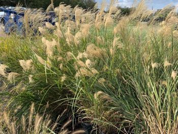 Quality Landscape and Turf Management