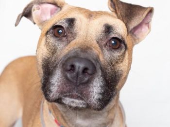 Young-Williams Animal Center