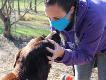 Pet and Home Care