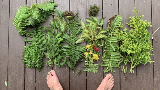 Pōhala Hawaiian Fern Medicine