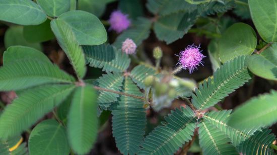 What Is Organic Mimosa Pudica?