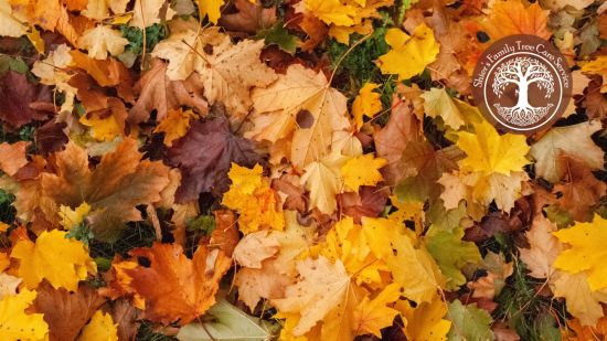 How to dispose of fall debris.