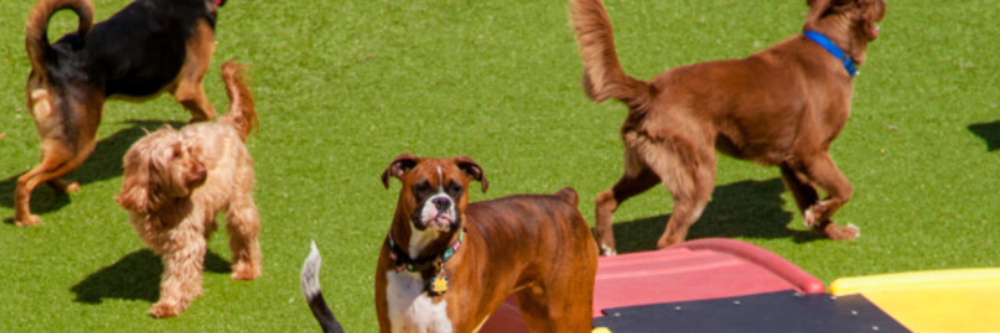 Banner image