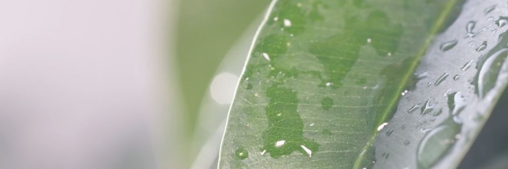 Dagaz Therapy banner