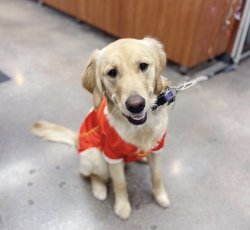 Land of Paws - Overland Park