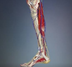 SureStep Foot & Ankle Medical Center
