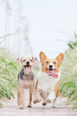 Dunwoody Animal Hospital