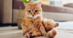 VCA Westlake Village Animal Hospital