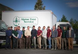 Alpine Tree Service