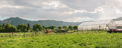 Growing Gardens