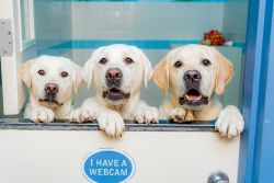 Kennelwood Pet Resort